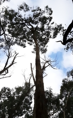 Eucalyptus polyanthemos marginalis