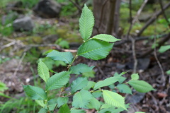 Ulmus laevis