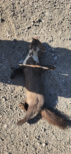 Stone Marten