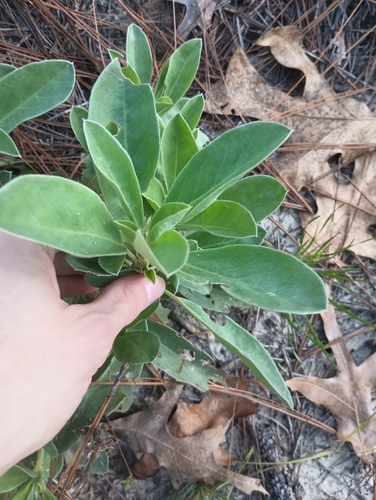 Lupinus diffusus, photograph 5