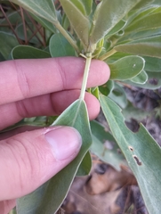 Lupinus diffusus, photograph (c) Raven Dandridge, some rights reserved (CC BY)