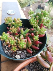 Sedum × rubrotinctum