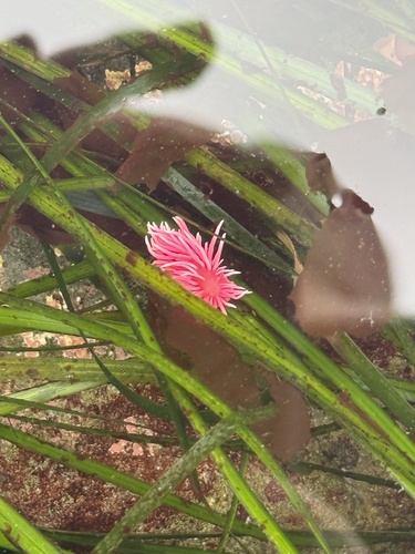 iNaturalist observation photo of Hopkins' Rose Nudibranch