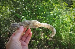 Pantherophis obsoletus