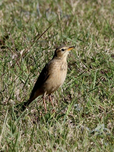 Plain-backed Pipit (Anthus leucophrys), photo 8