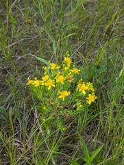Hypericum kalmianum, photograph (c) Skyler Principe, some rights reserved (CC BY)