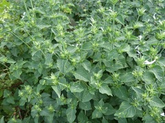 Hypoestes aristata alba