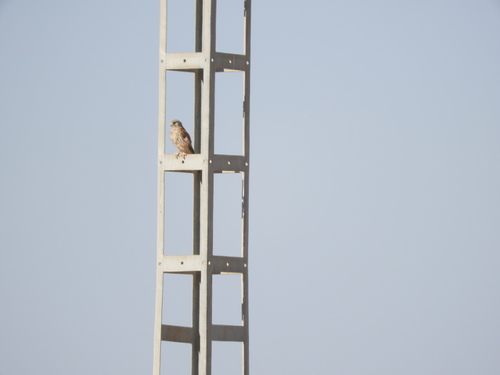 Eurasian Kestrel