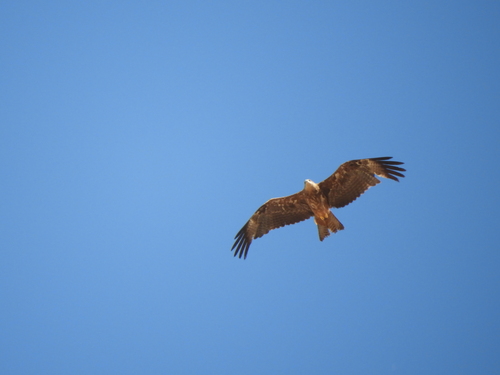 Black Kite