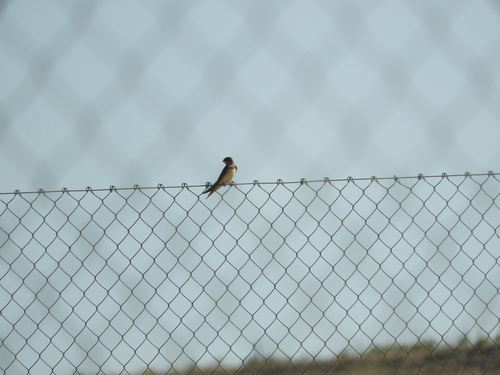 Barn Swallow