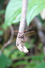 Ropalidia hongkongensis