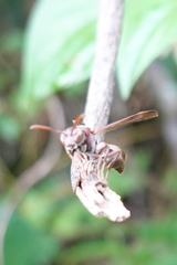 Ropalidia hongkongensis