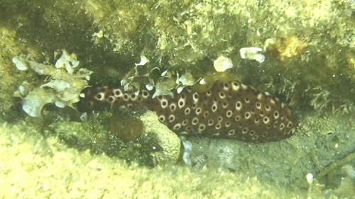 Variable Sea Cucumber