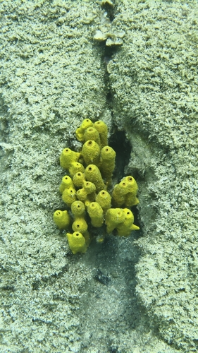 Gold Sponge
