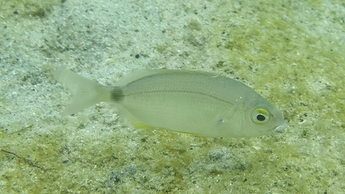 Annular Seabream