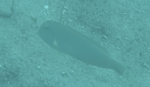 Pearly Razorfish