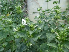 Hypoestes aristata alba
