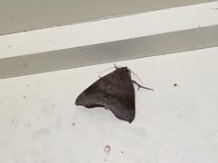 Bastilla hamatilis