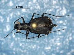 Cicindela punctulata