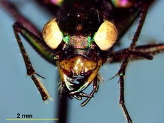 Cicindela punctulata