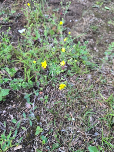 Silvery Cinquefoil