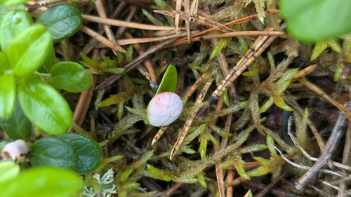 Lingonberry Gall