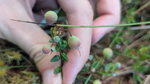 bog cranberry