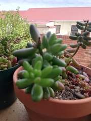 Sedum × rubrotinctum