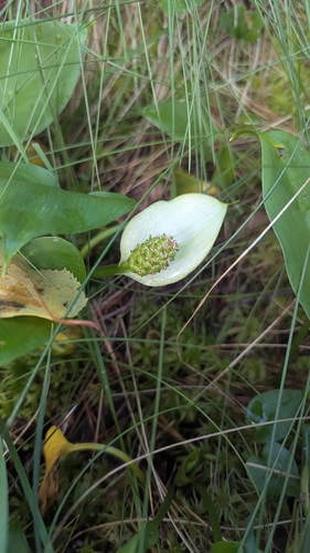 marsh calla