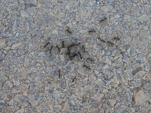 Aphaenogaster senilis