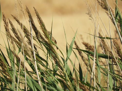 Zitting Cisticola
