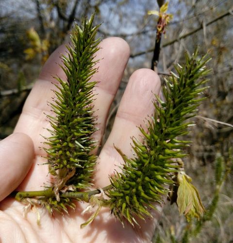 Paprastoji blindė nuotrauka
