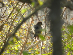 Thamnophilus ruficapillus