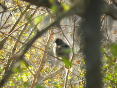 Thamnophilus ruficapillus