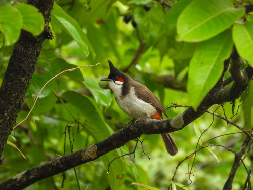 Red-whiskered Bulbul
