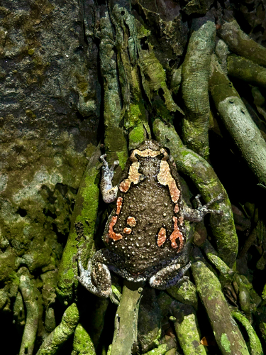 Painted Globular Frog