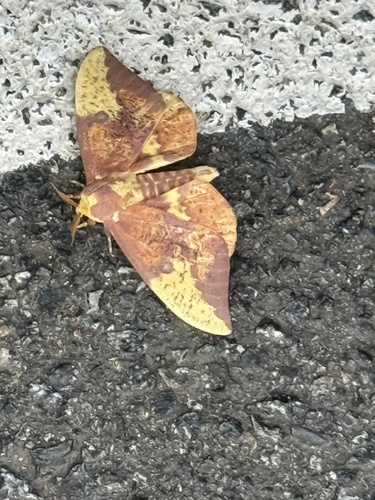 Imperial Moth