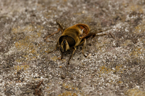 Common Drone Fly