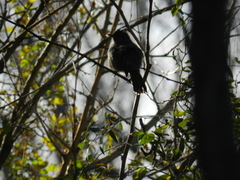 Thamnophilus ruficapillus