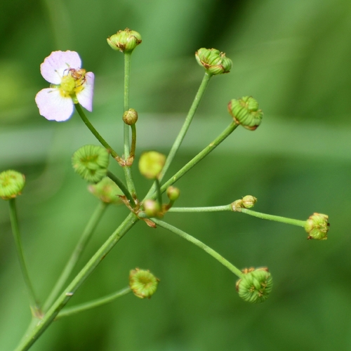 lance-leaved water-plantain