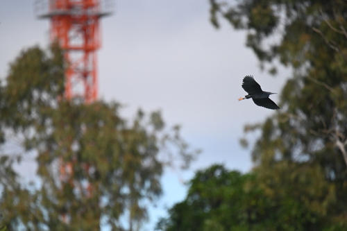 iNaturalist: (c) Marvin Biedermann, some rights reserved (CC BY-NC), uploaded by Marvin Biedermann iNaturalist image