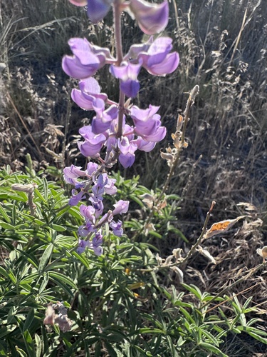 Lupinus arbustus observed 2026-07-04