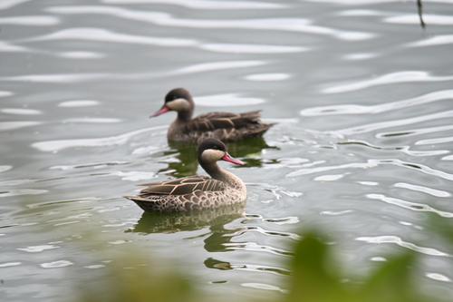 iNaturalist image