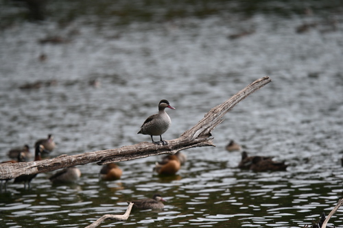 iNaturalist image