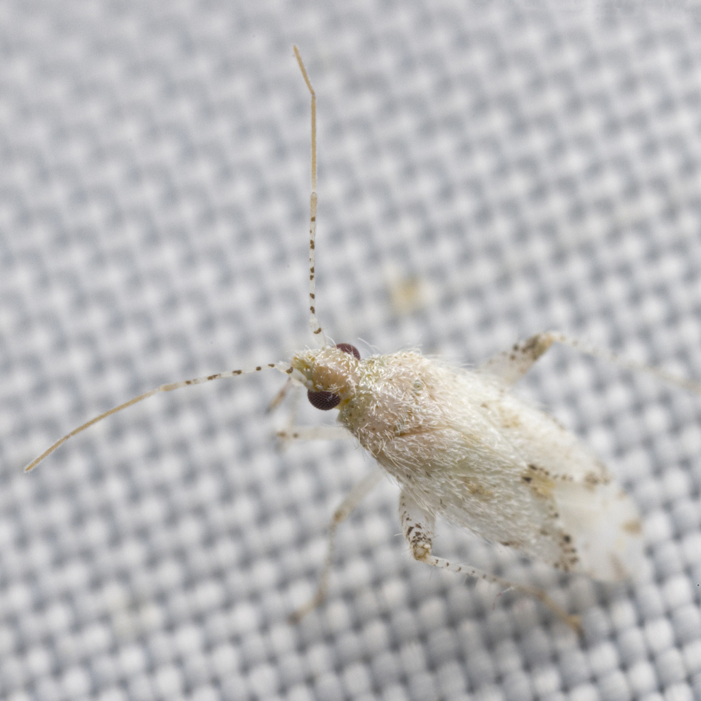 Parthenicus candidus