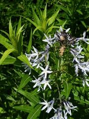 Amsonia repens