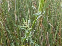 Senecio glomeratus glomeratus