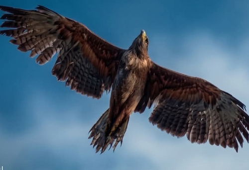 Bonelli's Eagle