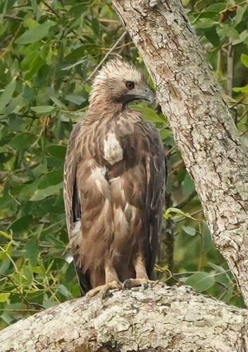 Nisaetus cirrhatus