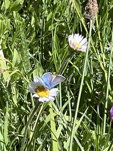 iNaturalist observation photo of Blues